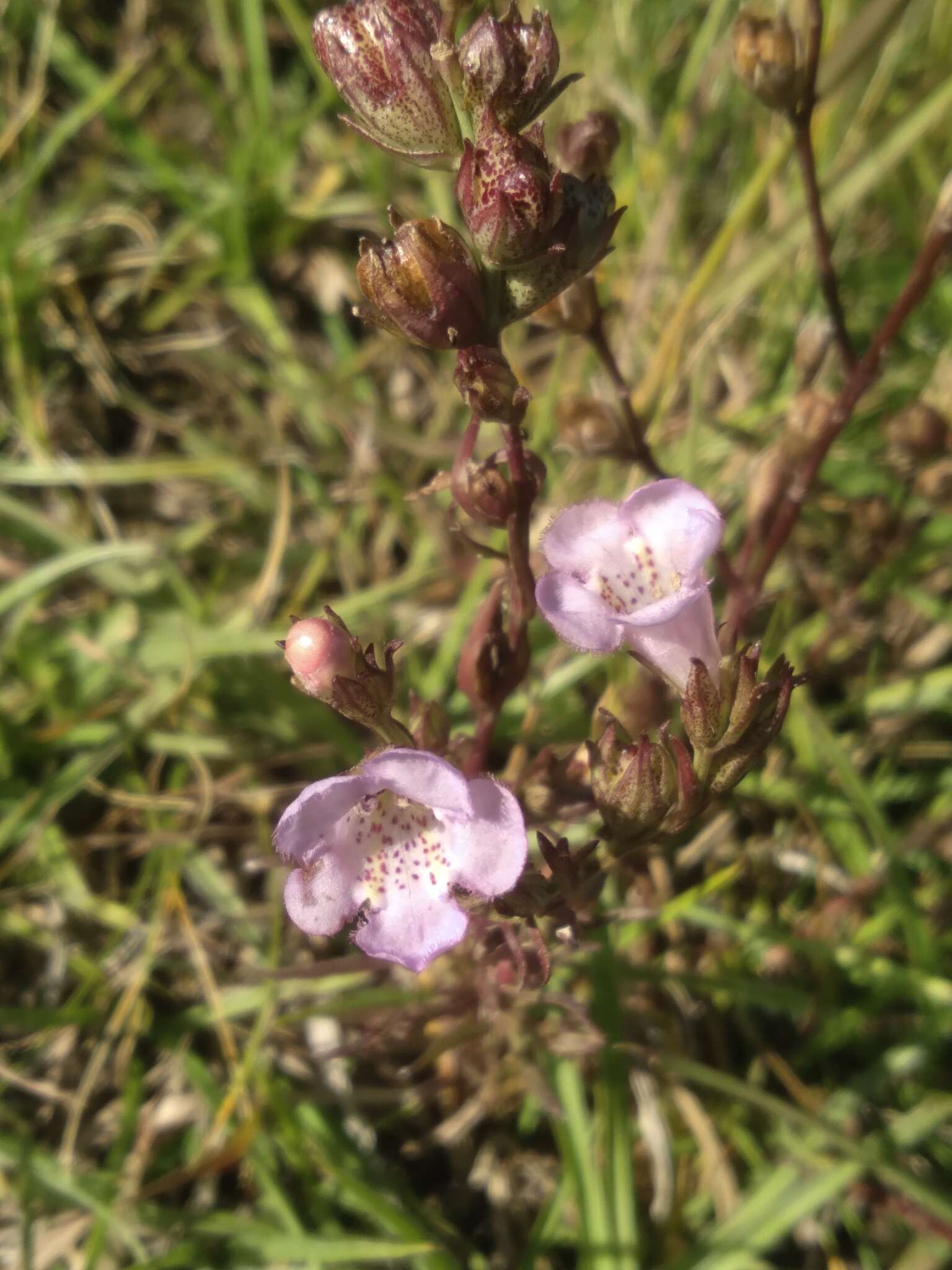 صورة Agalinis genistifolia (Cham. & Schltdl.) W. G. D' Arcy