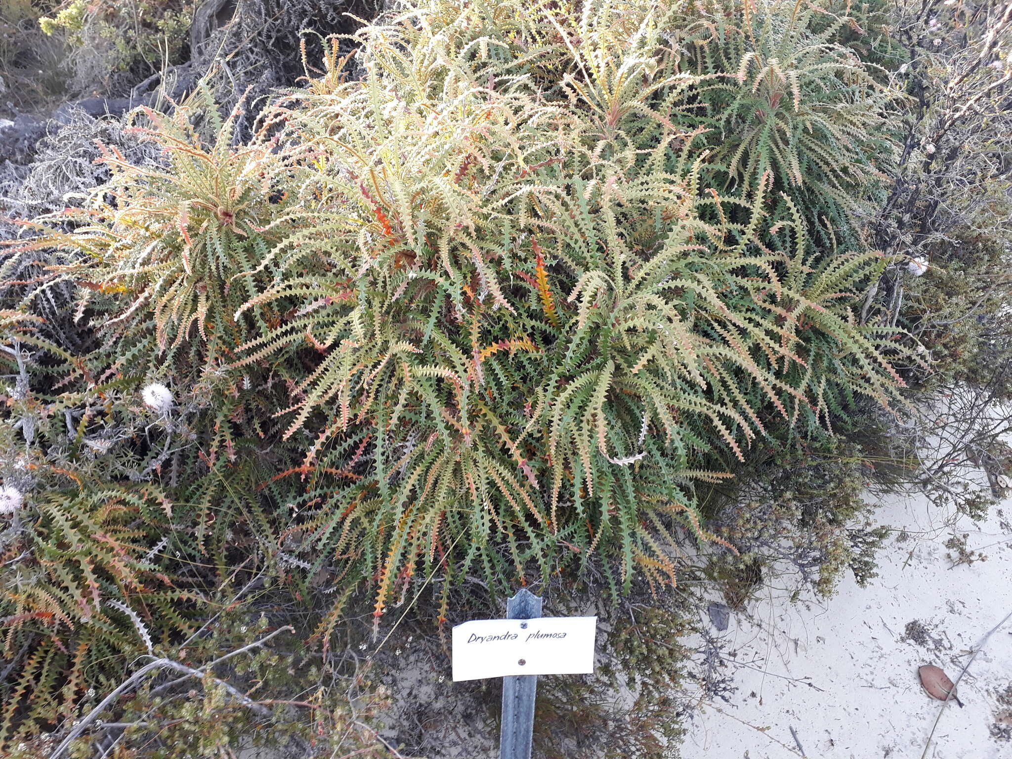 Image of Banksia plumosa (R. Br.) A. R. Mast & K. R. Thiele