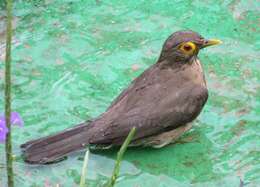 Image of Spectacled Thrush