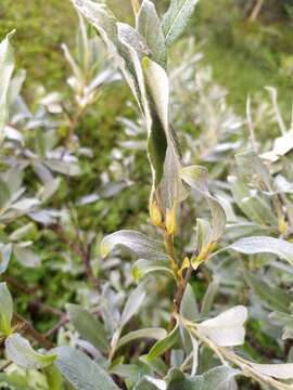 Image of Salix lapponum L.