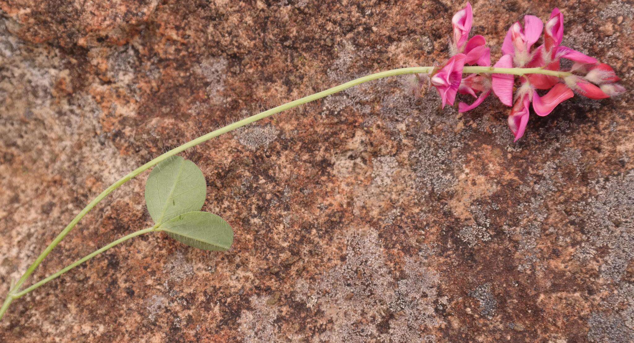 Image of Indigofera mollis Eckl. & Zeyh.