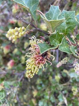 Image of Grevillea bedggoodiana J. H. Willis ex Mc Gill.