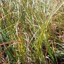 Image of Carex chathamica Petrie