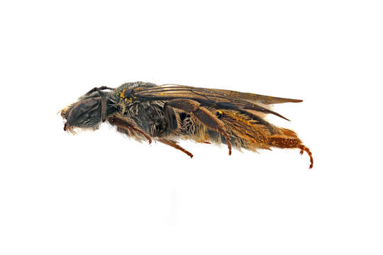 Image of Andrena aliciae Robertson 1891