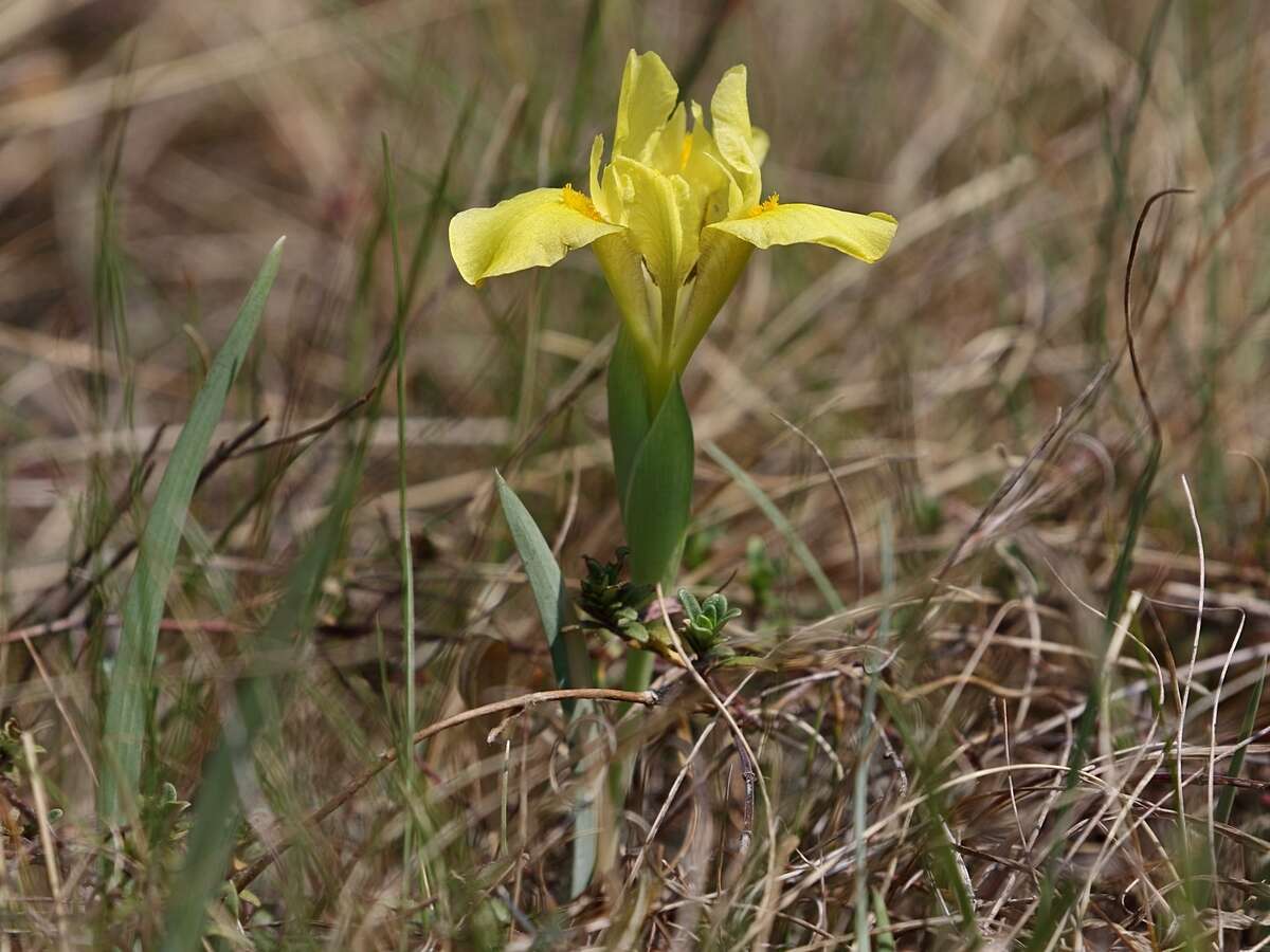 Plancia ëd Iris arenaria Waldst. & Kit.