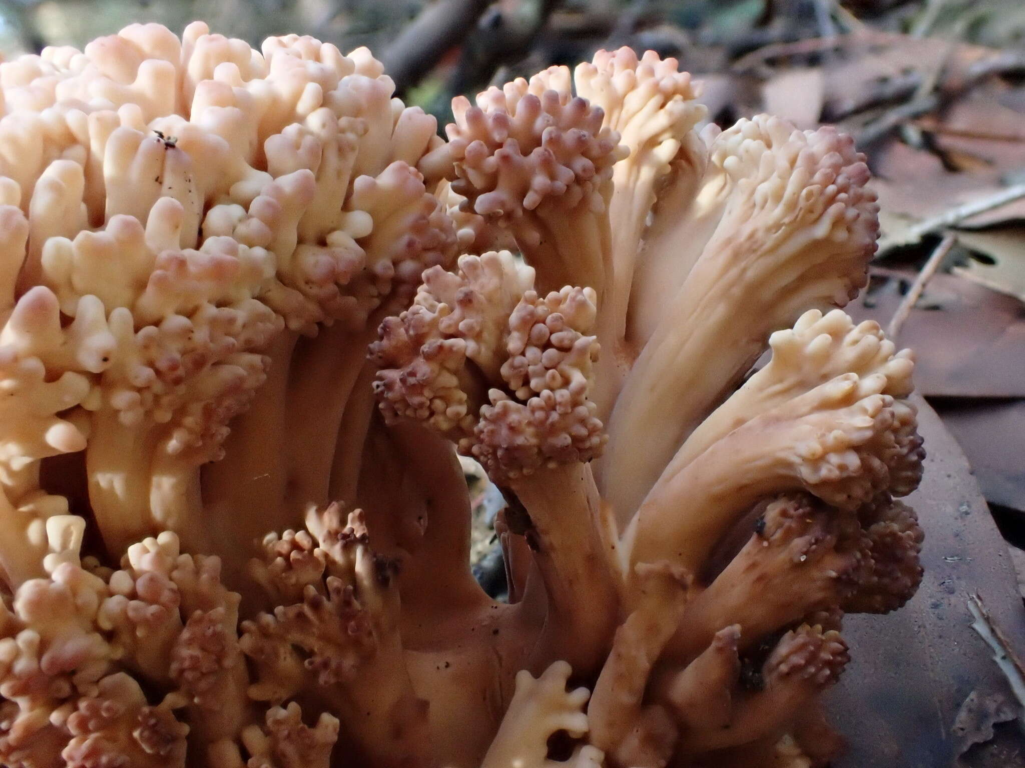 Image of Ramaria botrytoides (Peck) Corner 1950