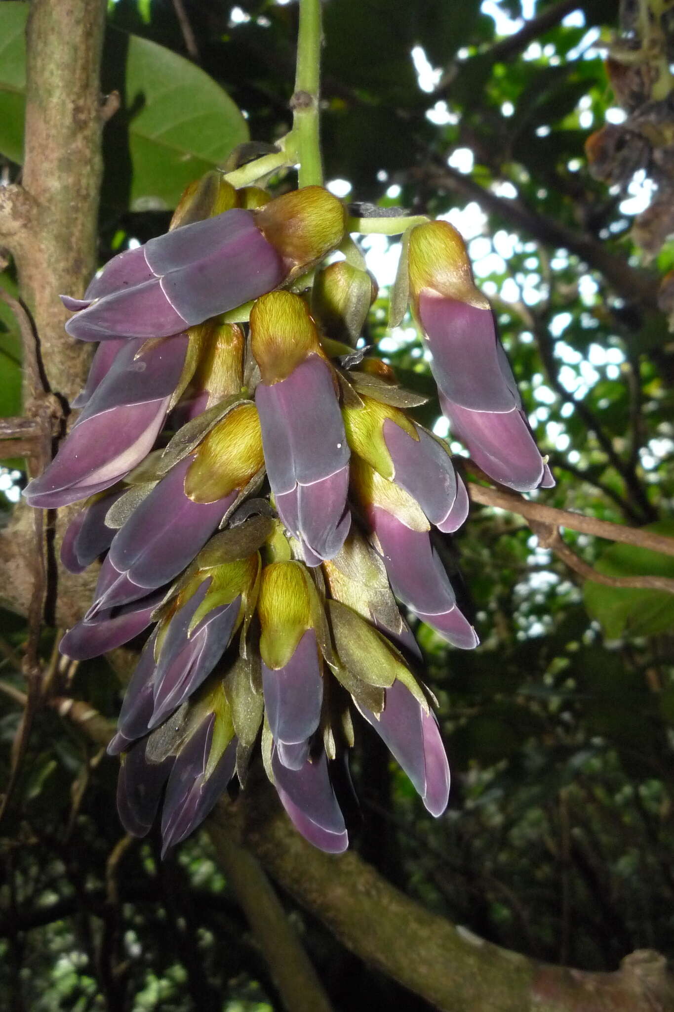 Image of Mucuna membranacea Hayata