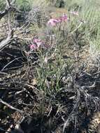 Image of cold-desert phlox