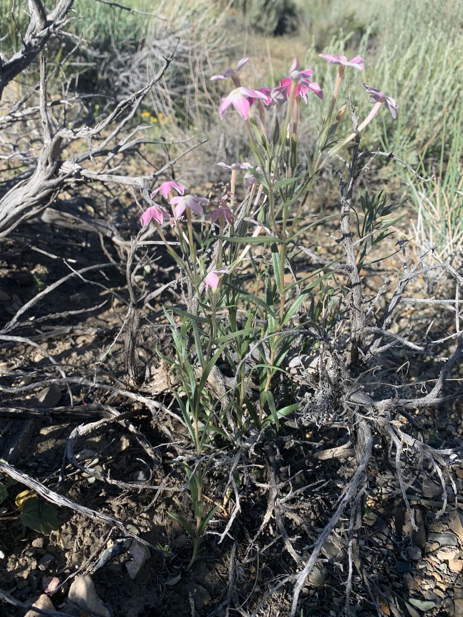 Image of cold-desert phlox