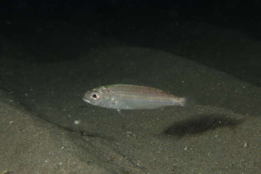 Image of Auxillary seabream