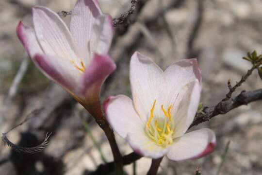 Imagem de Habranthus chichimeca (T. M. Howard & S. Ogden) Flagg, G. Lom. Sm. & Meerow