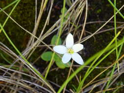 Image of Centaurium scilloides (L. fil.) Samp.