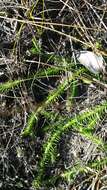 Image of foxtail clubmoss