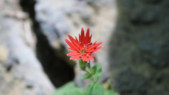 Image of roundleaf catchfly