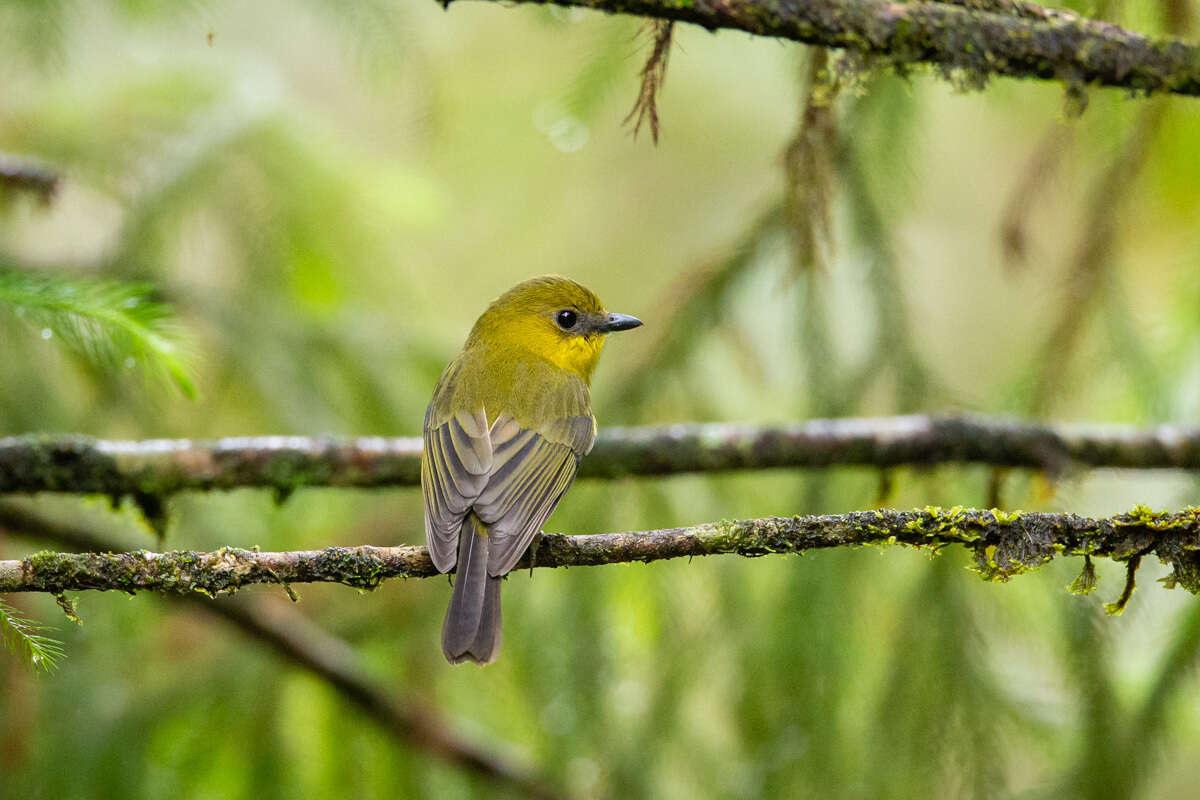 Imagem de Pachycephala hypoxantha (Sharpe 1887)