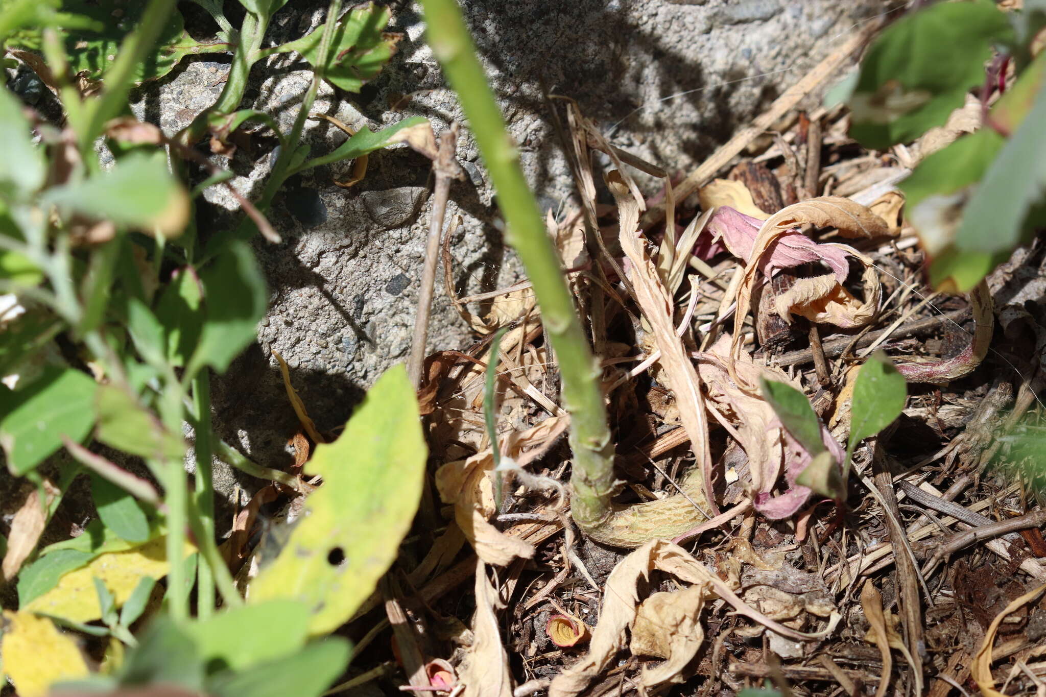 Image of Virginia pepperweed