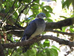 Columba pulchricollis Blyth 1846 resmi