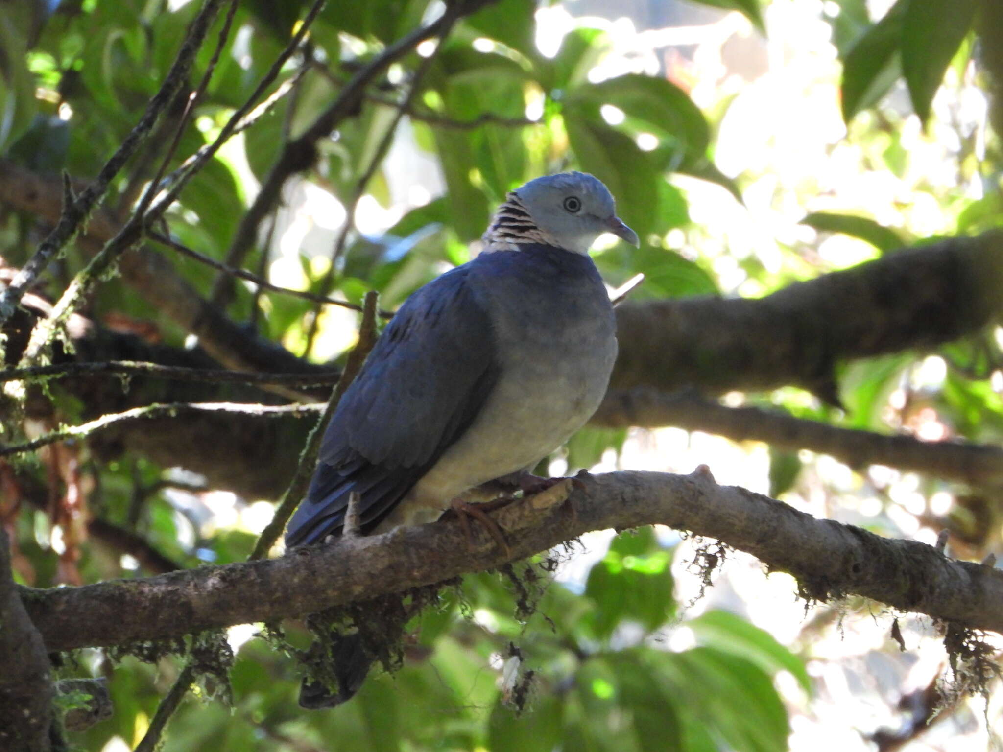 صورة Columba pulchricollis Blyth 1846