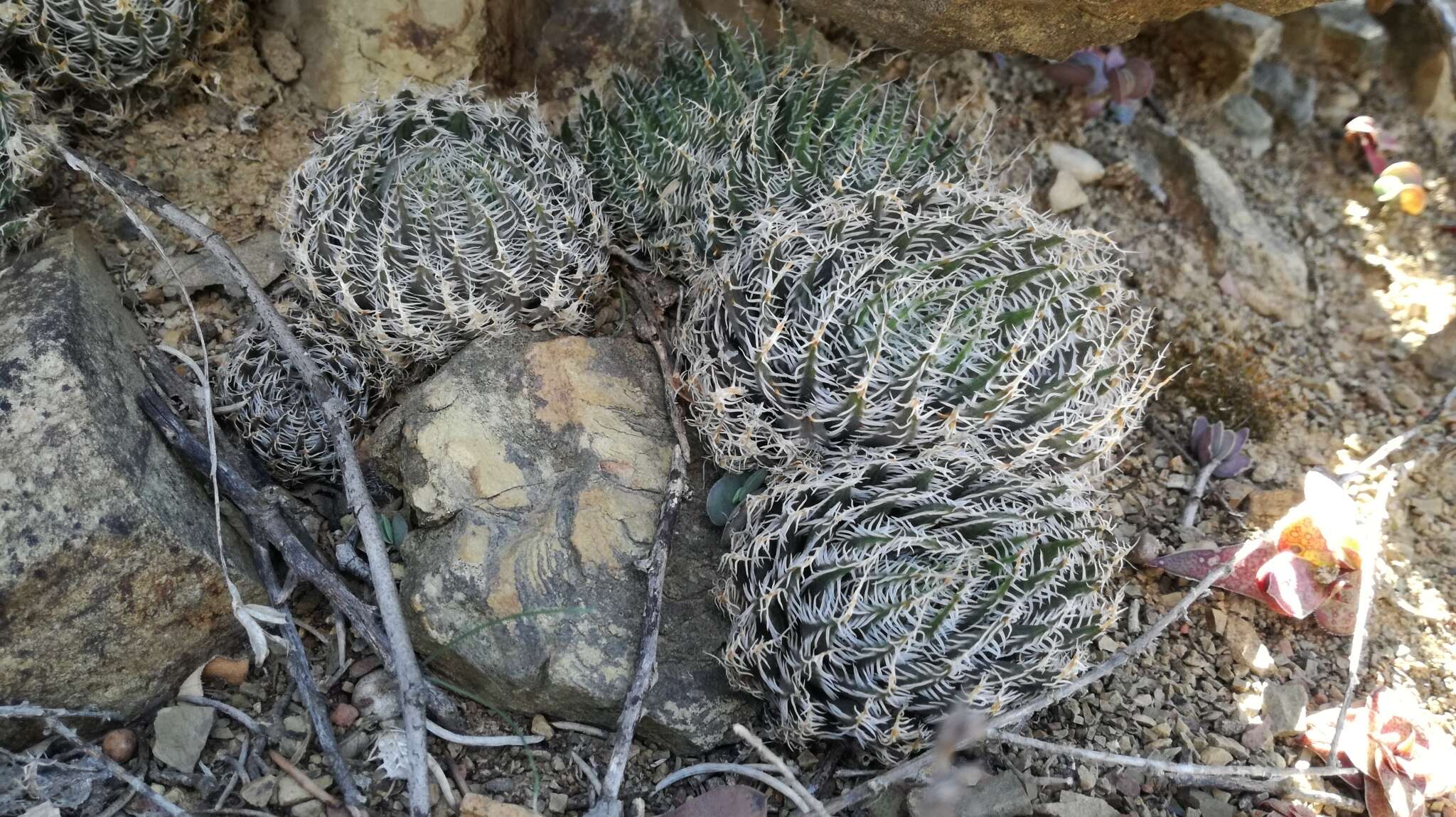 Image of Haworthia decipiens var. virella M. B. Bayer