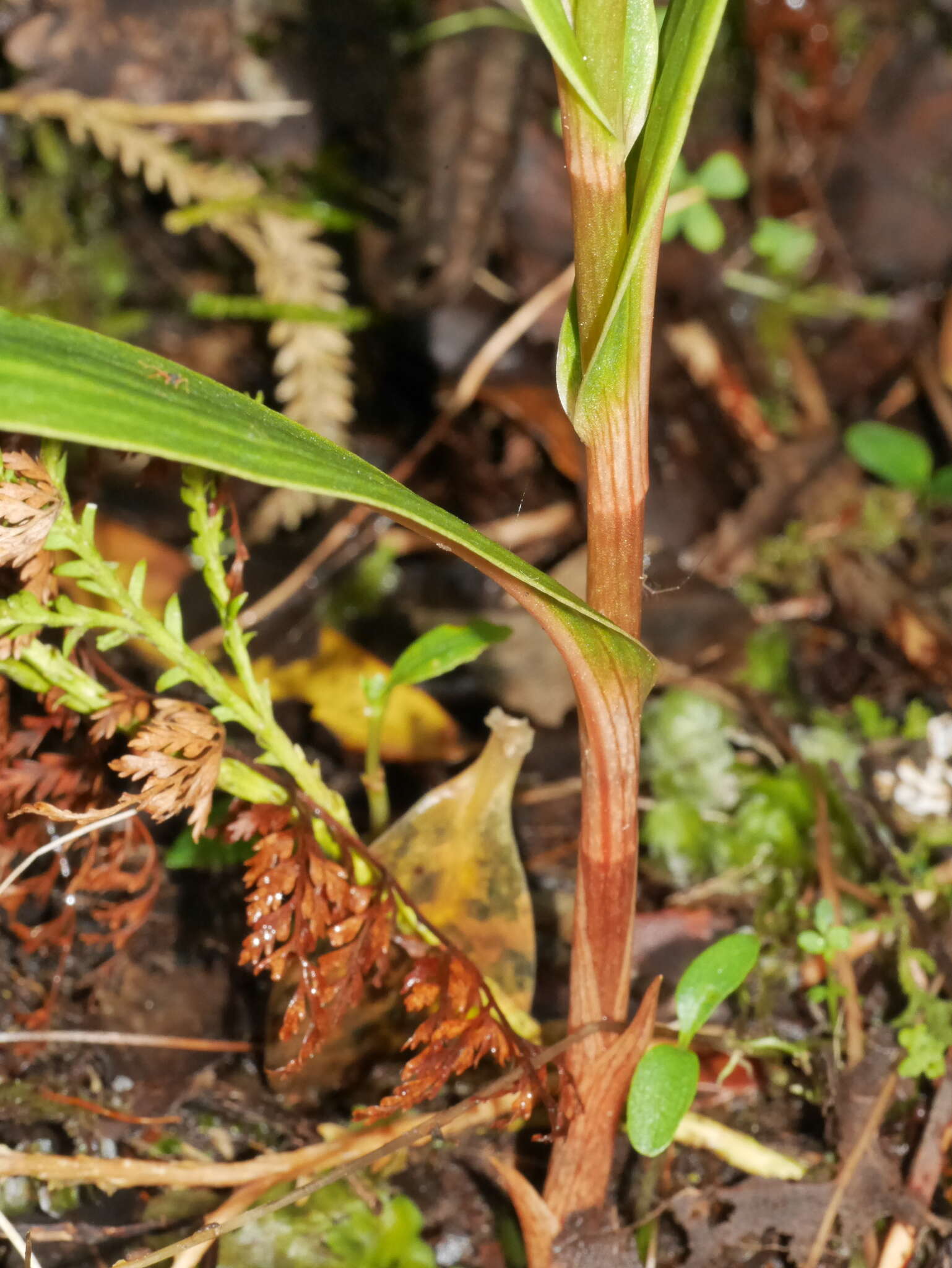 Image of Pterostylis cardiostigma D. Cooper