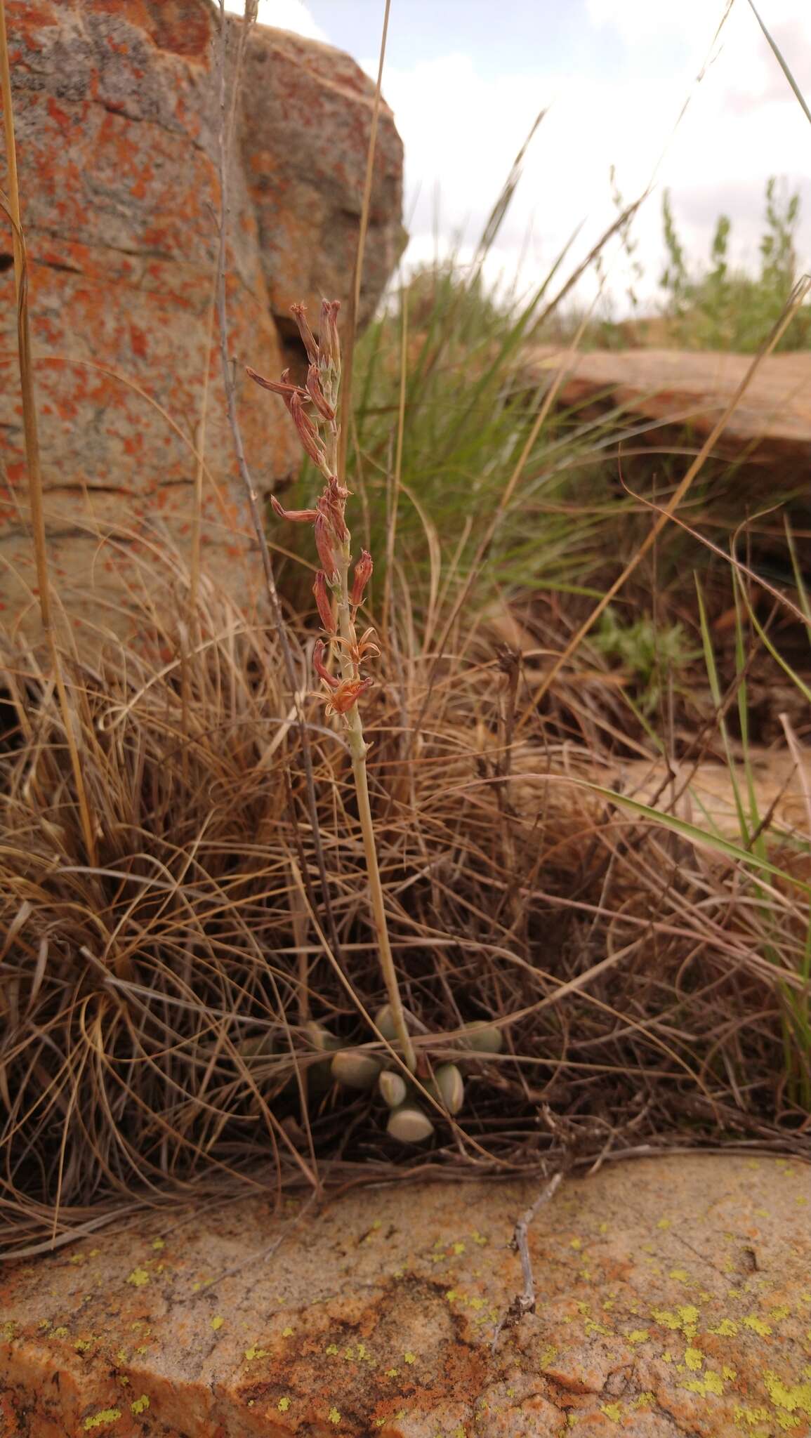 Image of Adromischus umbraticola subsp. umbraticola