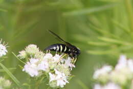 Image of Bicyrtes quadrifasciatus (Say 1824)