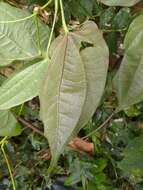 Dioscorea pilosiuscula Bertero ex Spreng.的圖片