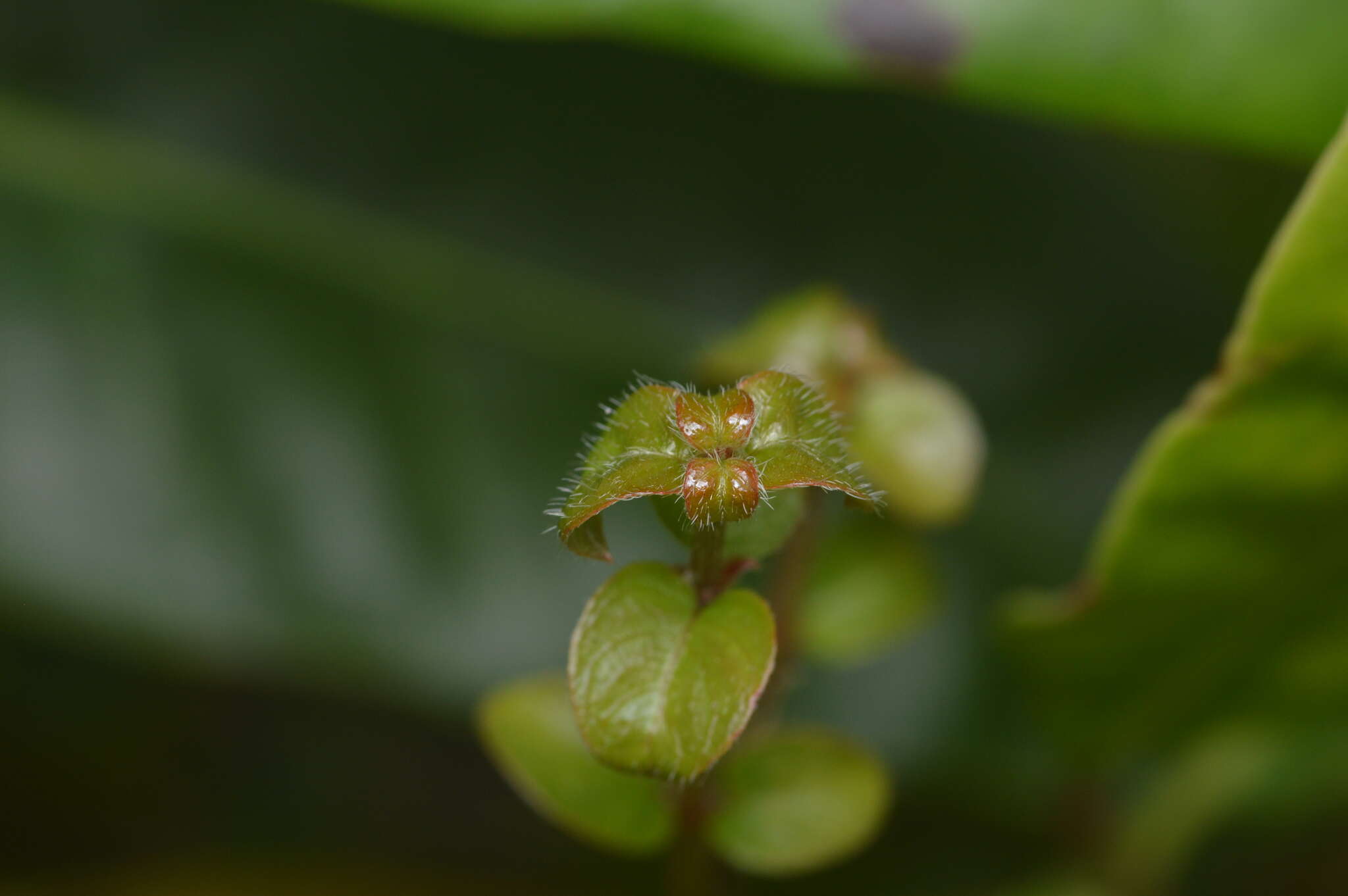 Image of Hammock Velvetseed