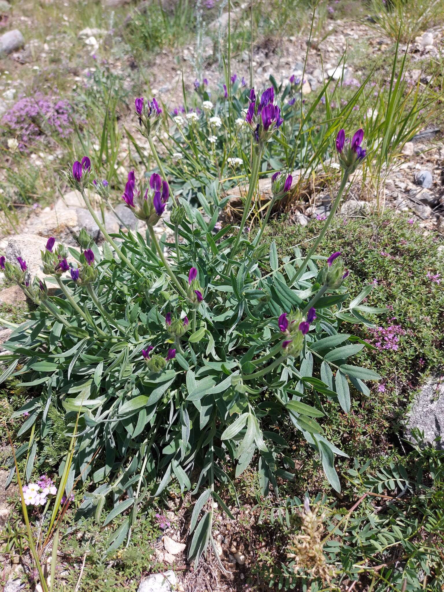 Image of Oxytropis nitens Turcz.