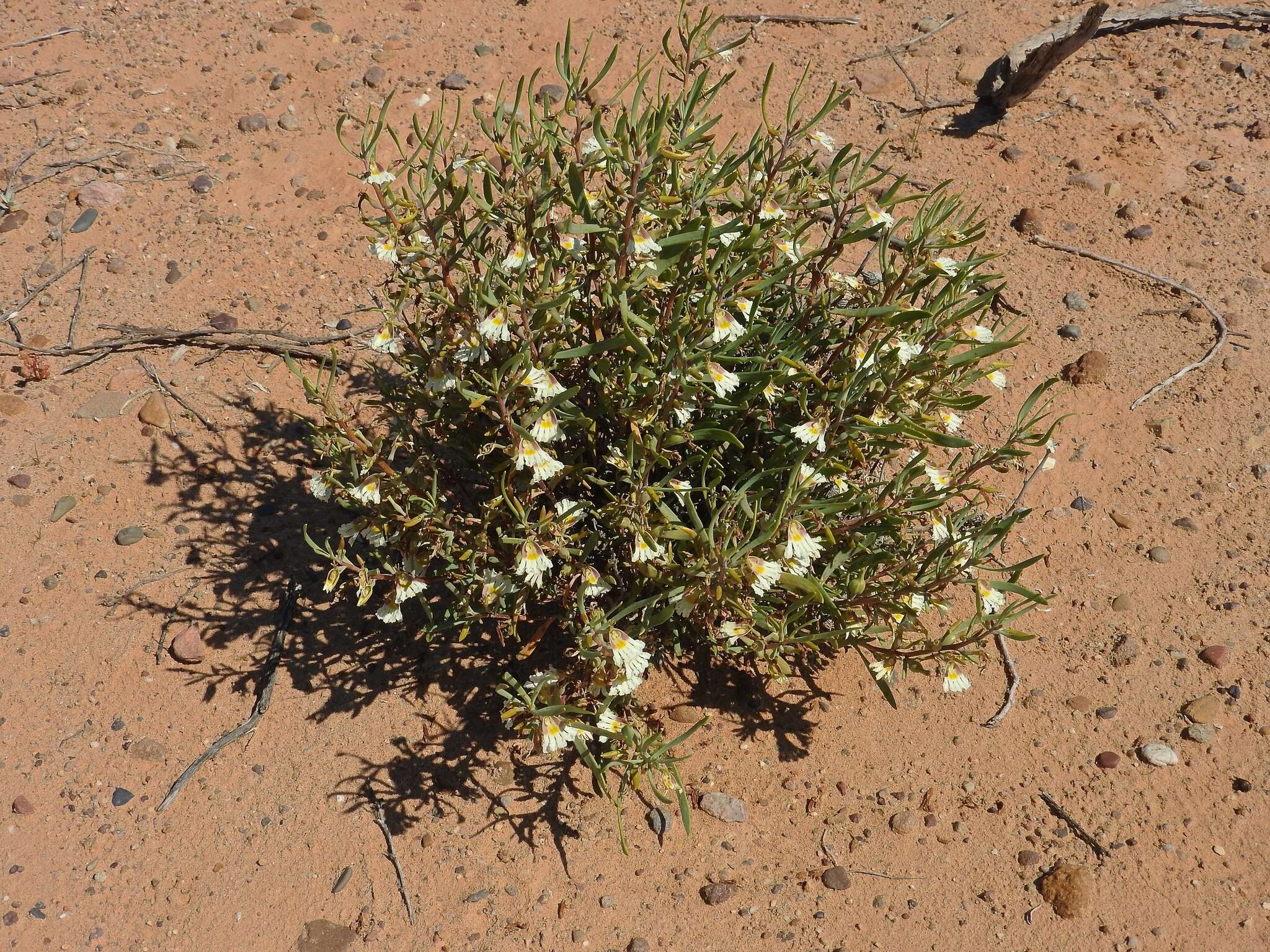 Image de Scaevola collaris F. Müll.