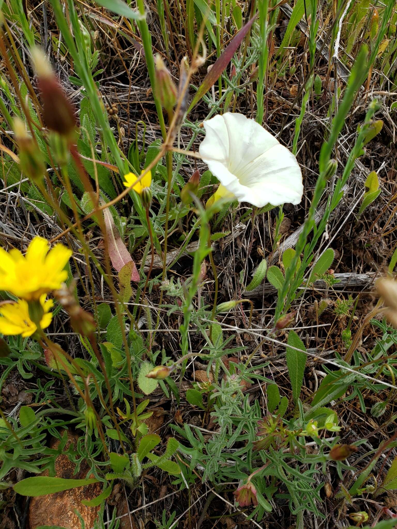 Image of Stebbins' false bindweed