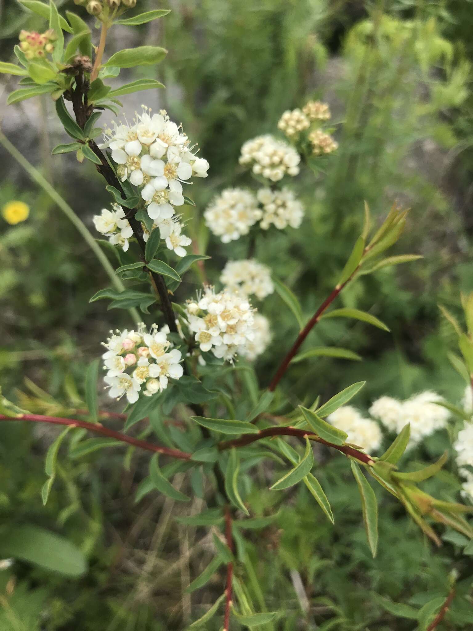 Image of Spiraea alpina Pall.