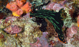 Image of Dusky green spot orange gill black slug