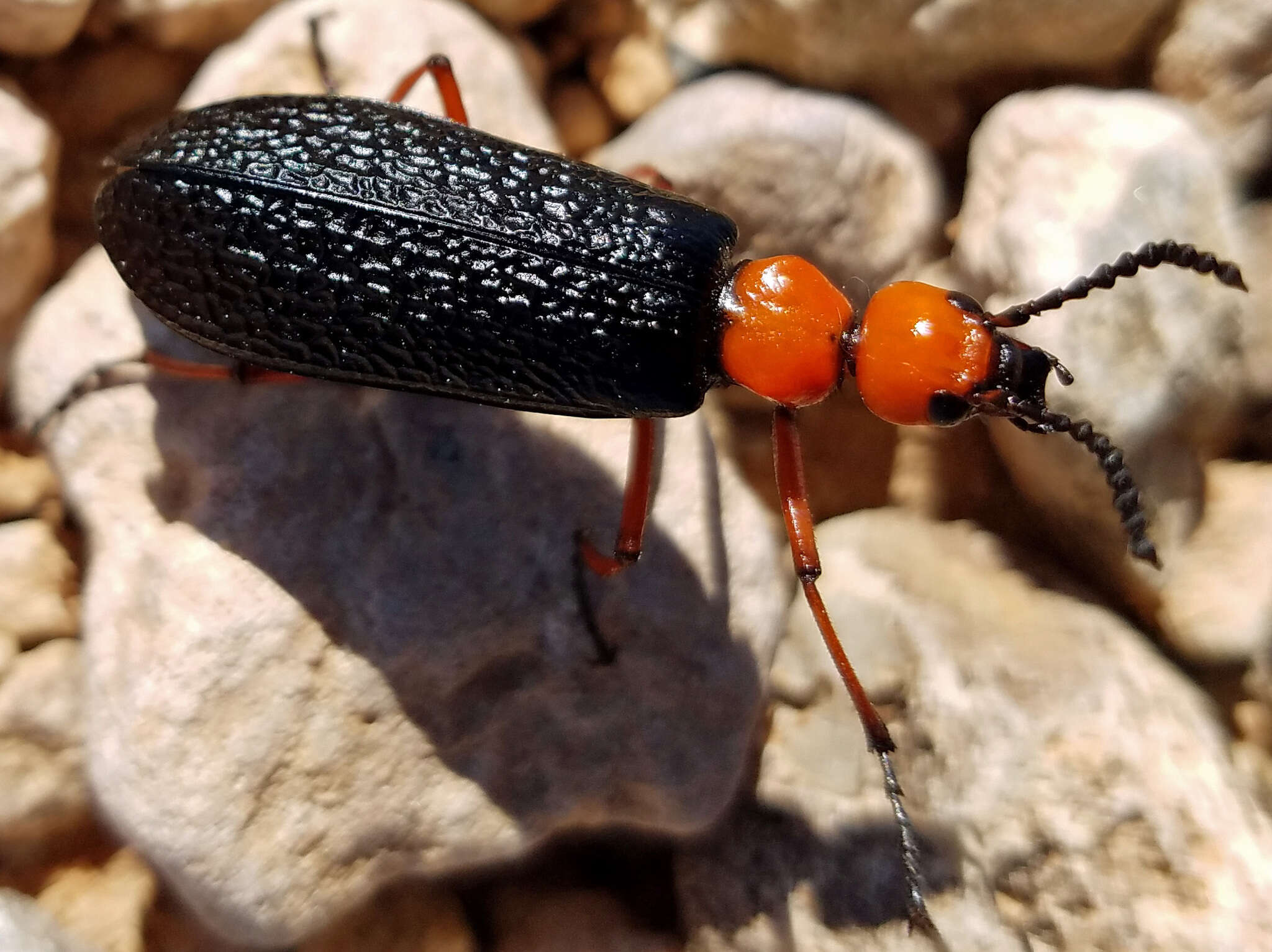 Image of Master Blister Beetle