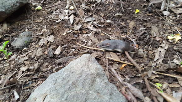 Image of Salvin's spiny pocket mouse