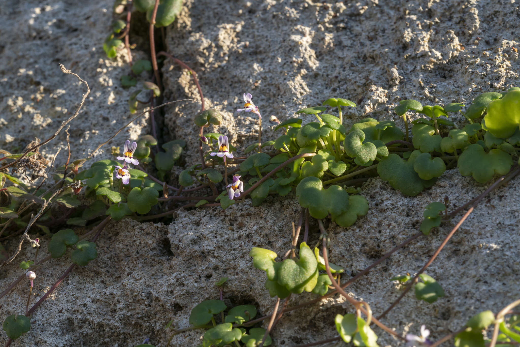 Image of Cymbalaria longipes (Boiss. & Heldr.) A. Cheval.