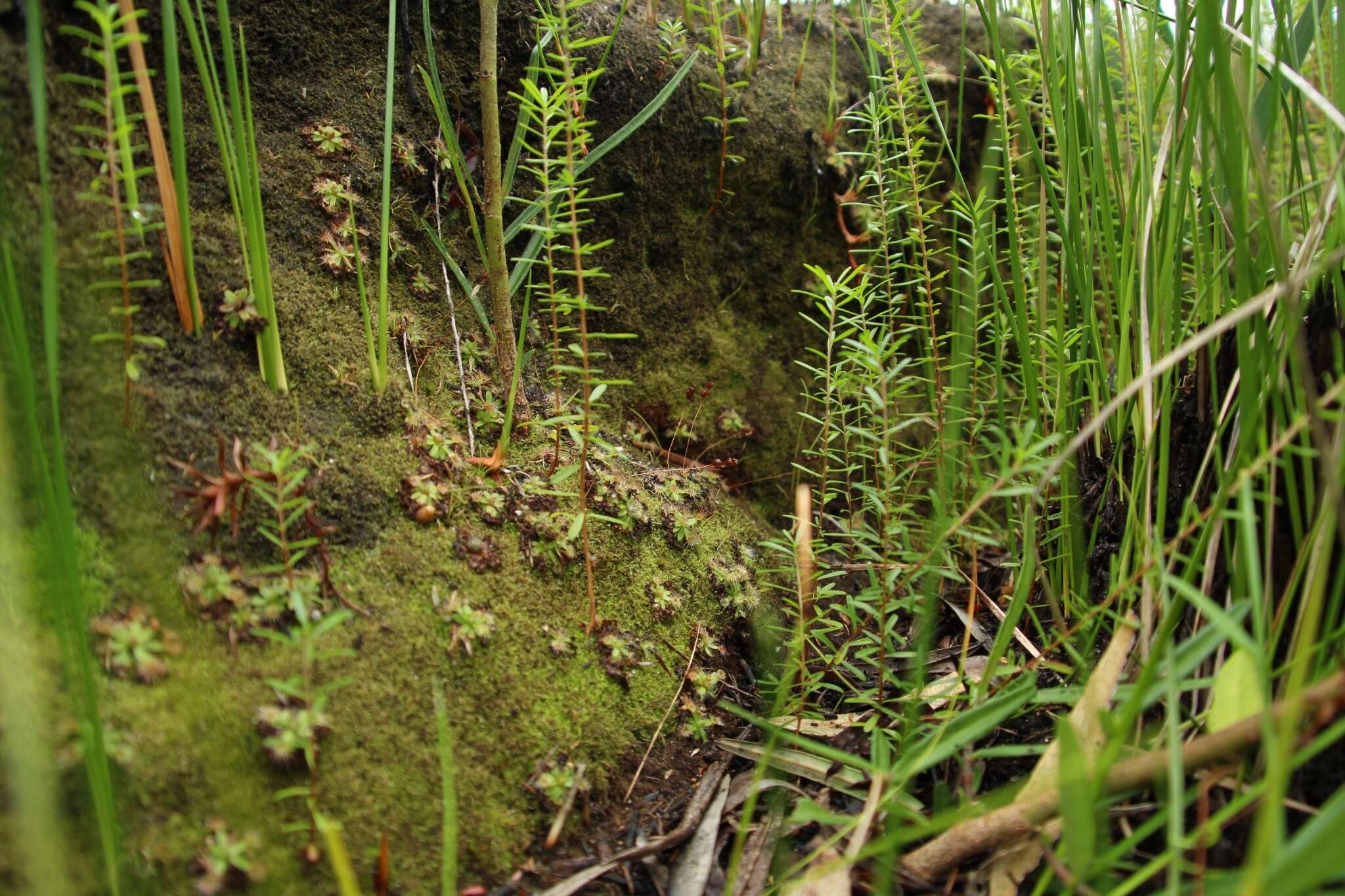 Imagem de Drosera pulchella Lehm.