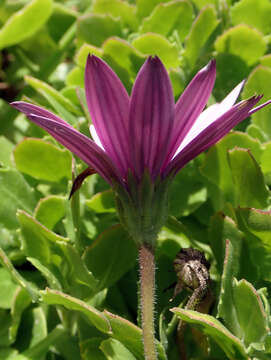 Image of Cape daisy