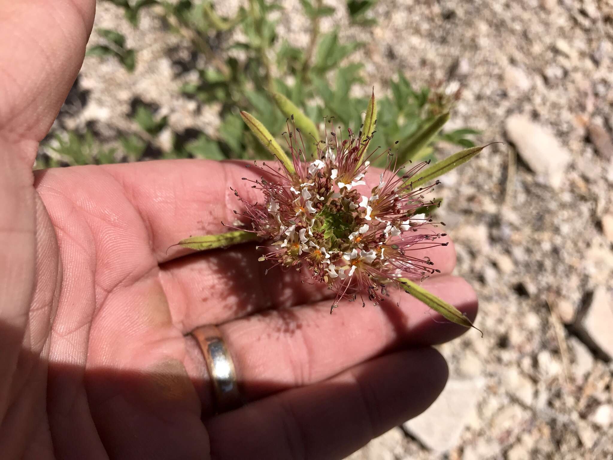 Image of redwhisker clammyweed