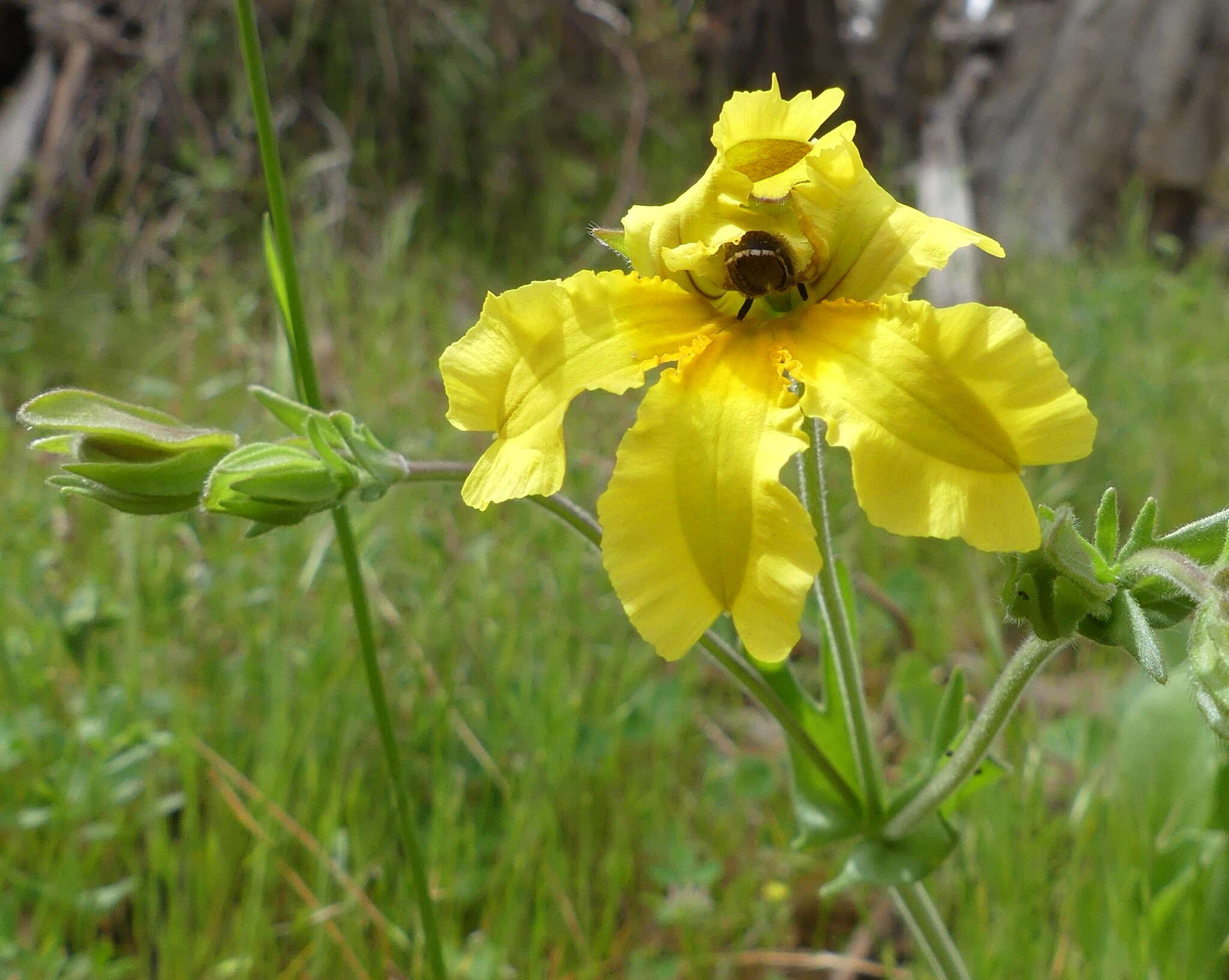 Image of Goodenia paradoxa