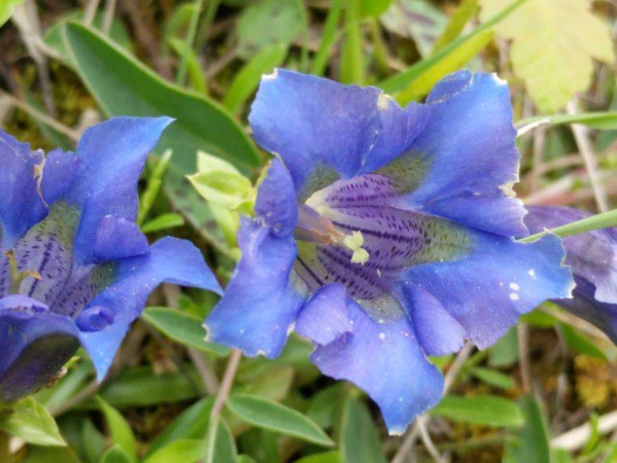 صورة Gentiana angustifolia Vill.