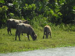 Image of Asian Buffalo