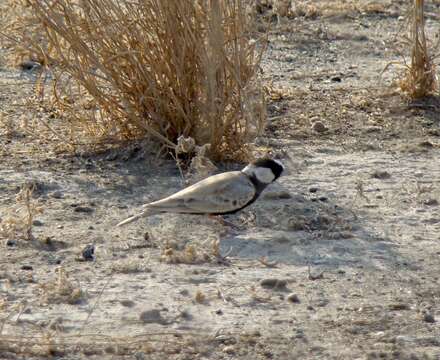 Image of Black-crowned Finch Lark