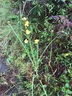 Image of Hairy St. John's-Wort