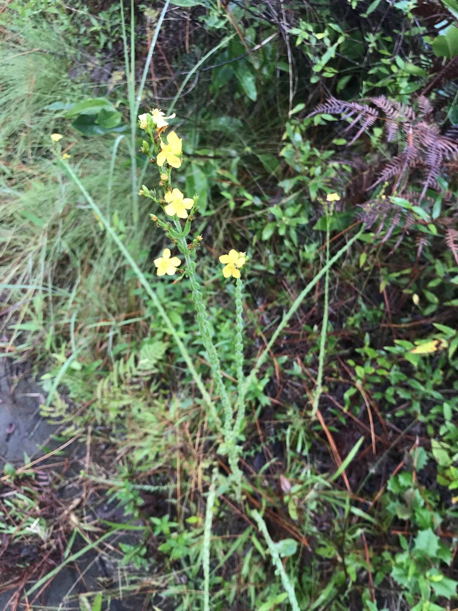 Image of Hairy St. John's-Wort