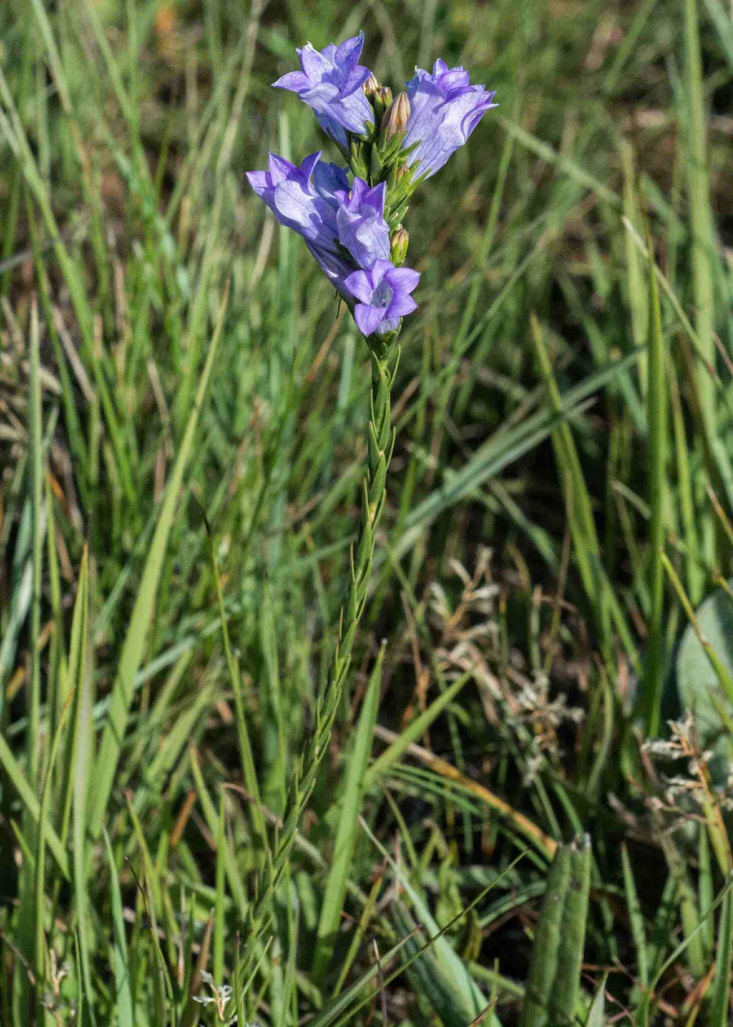 Plancia ëd Wahlenbergia fasciculata Brehmer