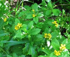 Image de Geum macrophyllum var. macrophyllum