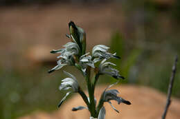 Image of Chloraea multiflora Lindl.