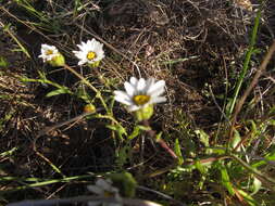 Sivun Perezia multiflora subsp. sonchifolia (Baker) Vuilleum. kuva