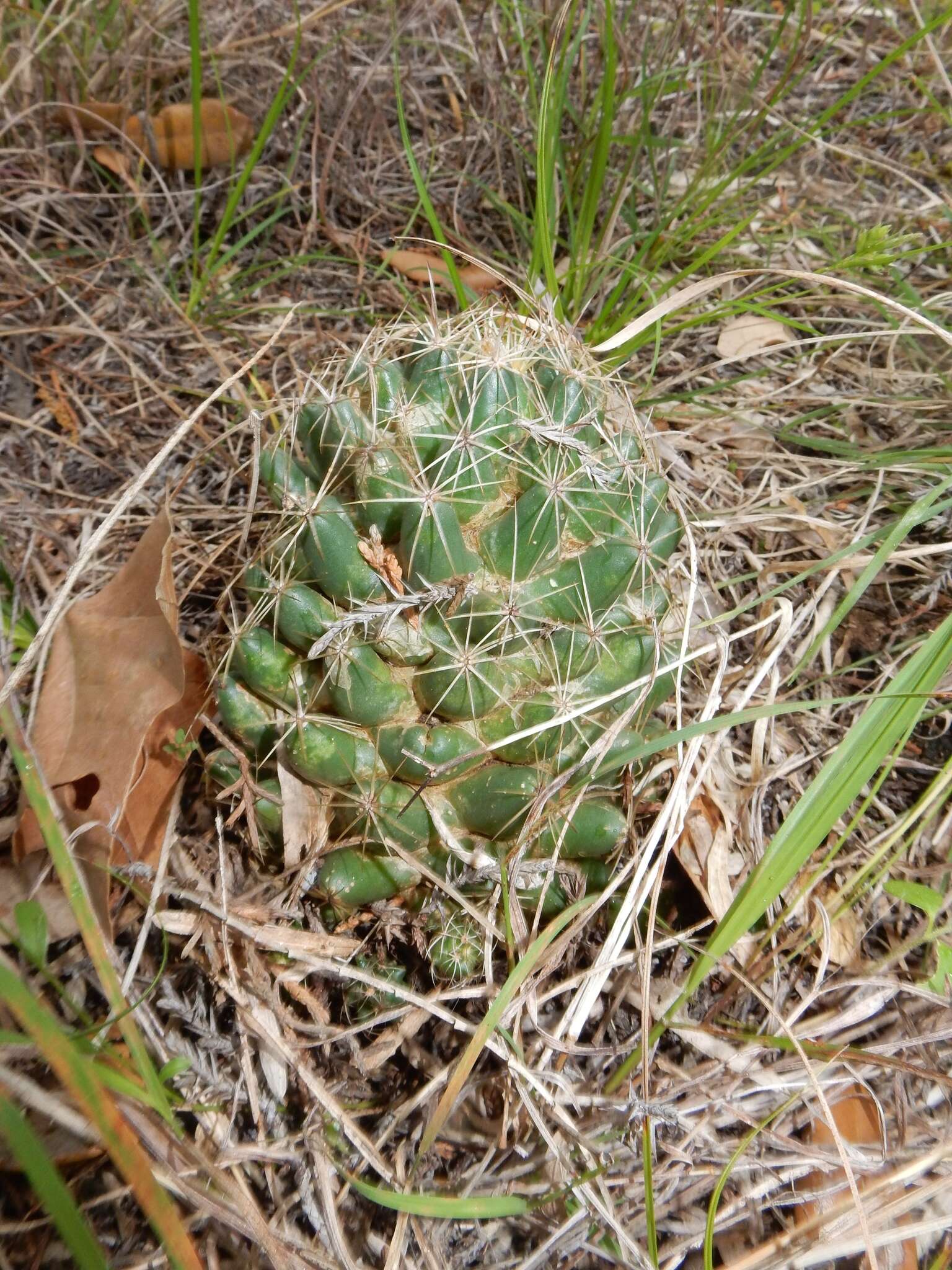 Image of pineapple cactus